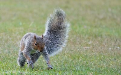 A picture of a squirrel running, representing the blog category Mind Body and Squirrel, where Stacy W. Nelson writes about living with ADHD.