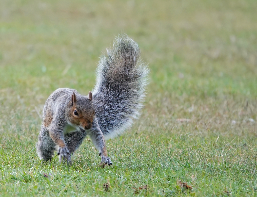 A picture of a squirrel running, representing the blog category Mind Body and Squirrel, where Stacy W. Nelson writes about living with ADHD.